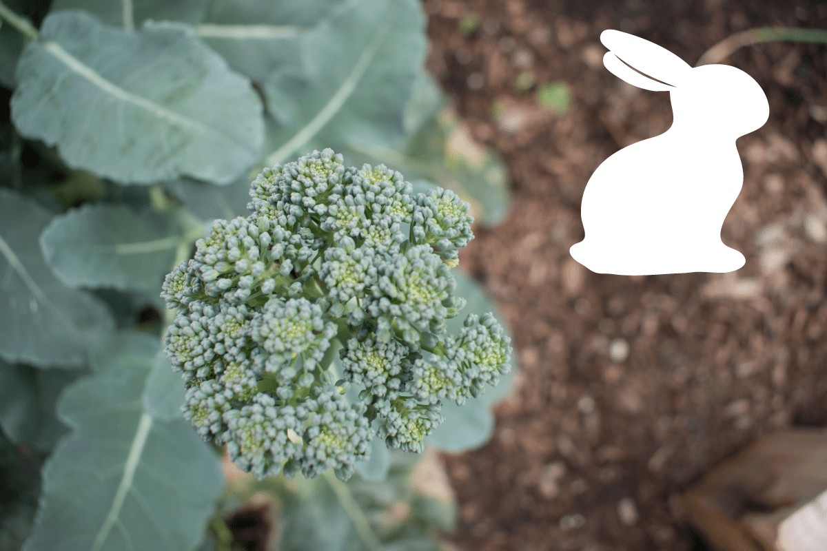 can rabbits eat broccoli rabe banner