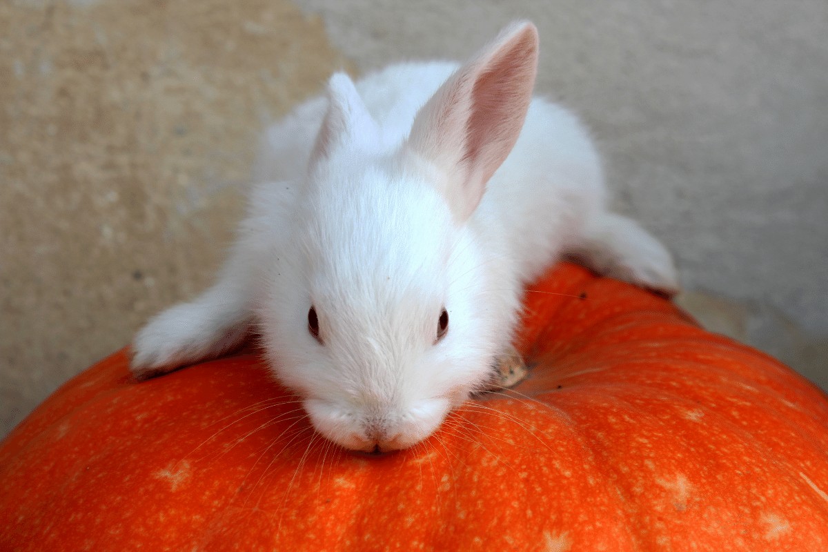 do rabbits eat pumpkins