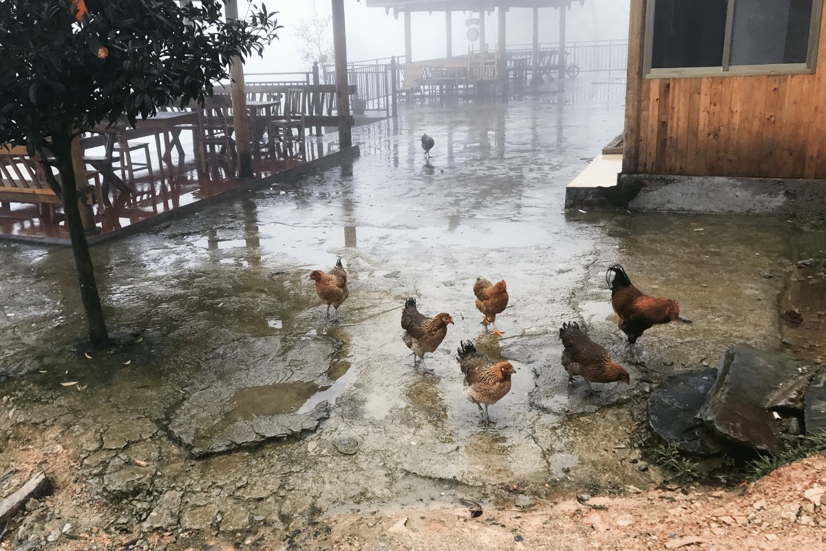can chickens drown in the rain