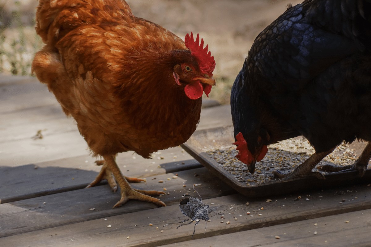 do chickens eat stink bugs