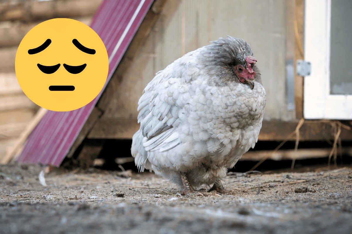 can chickens be depressed