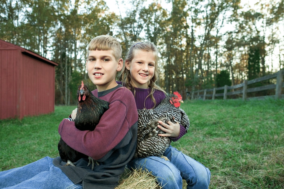 how many chickens do i need for a family 1