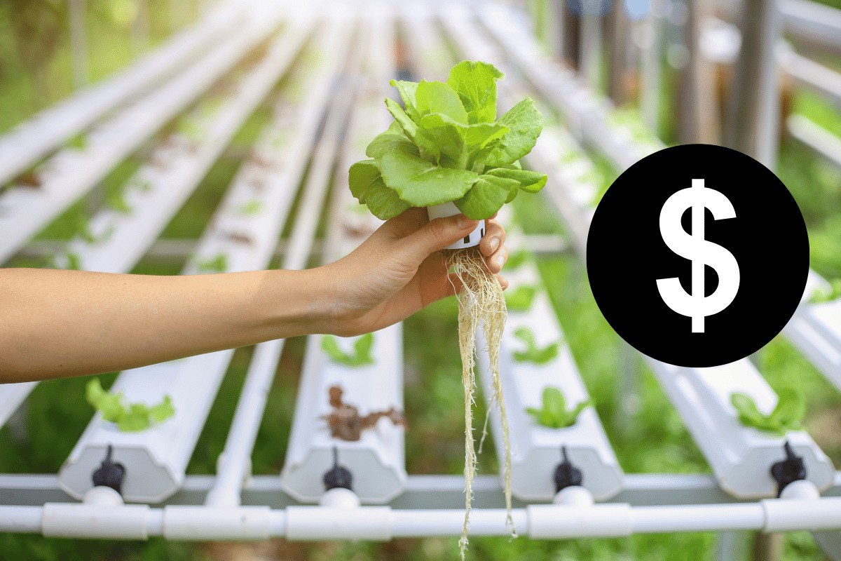 are hydroponics expensive