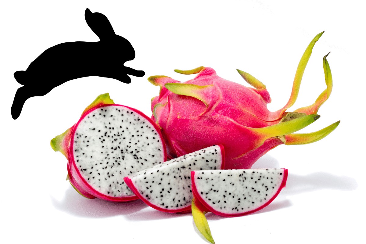 rabbits can eat dragon fruit