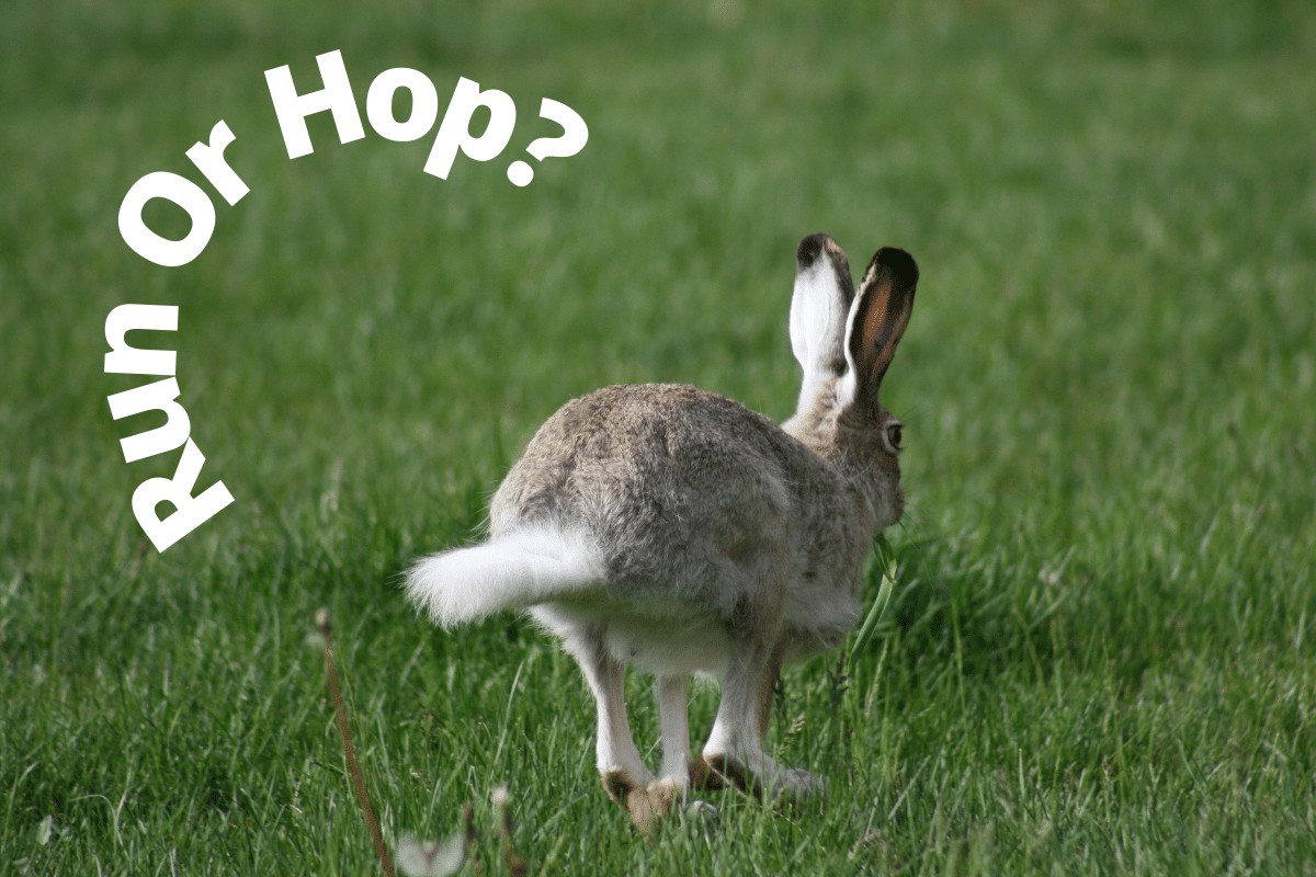 do rabbits run or hop jump