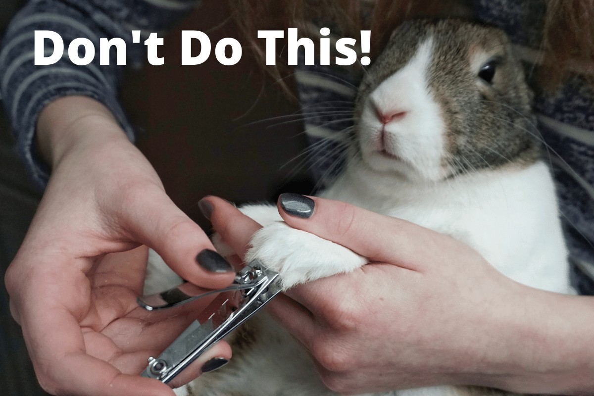 rabbit trimming nail without force cutting how to