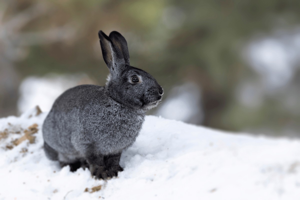 What Do Rabbits Eat In Winter