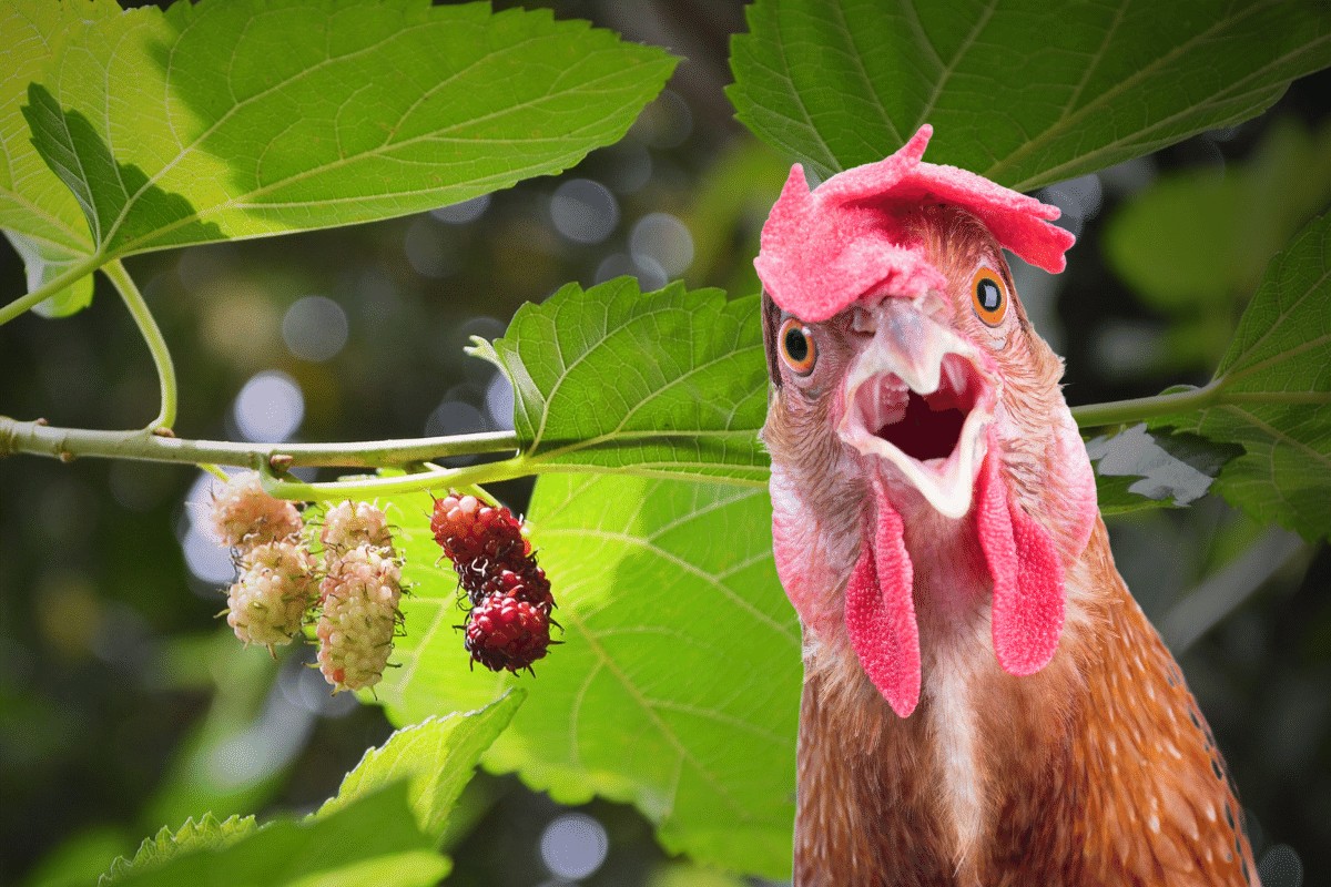can chickens eat mulberries