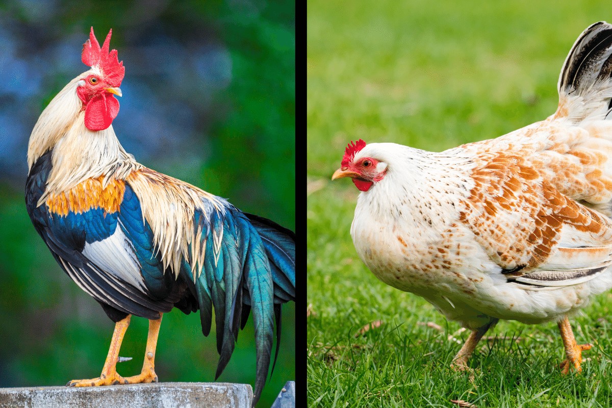 difference between hens and roosters