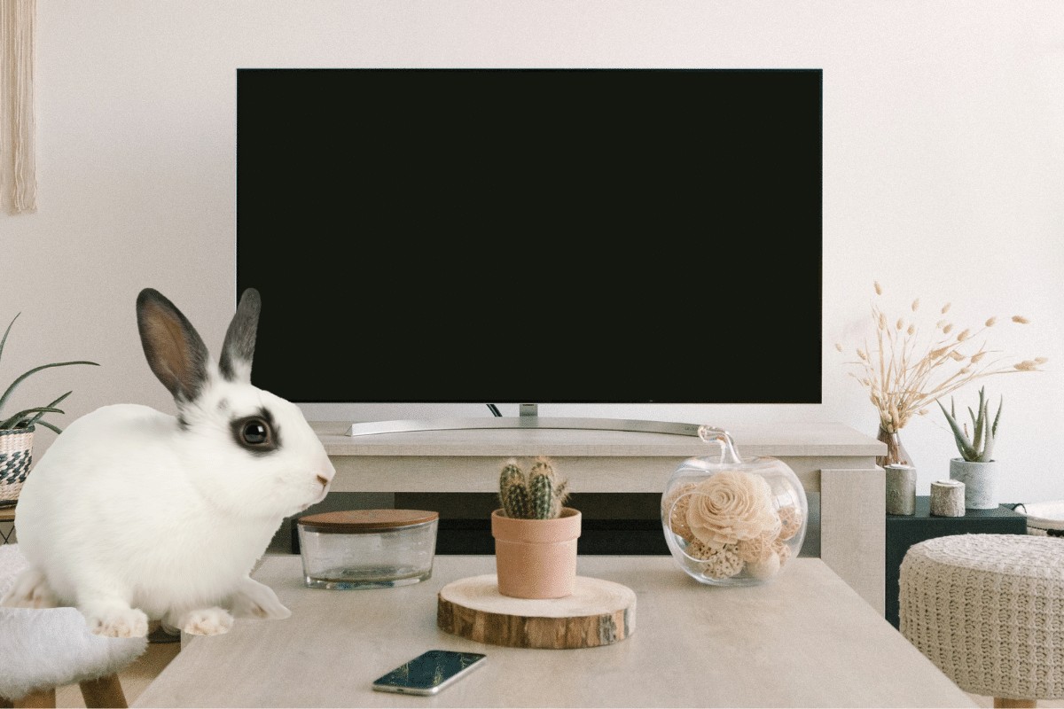 do rabbits like watching tv
