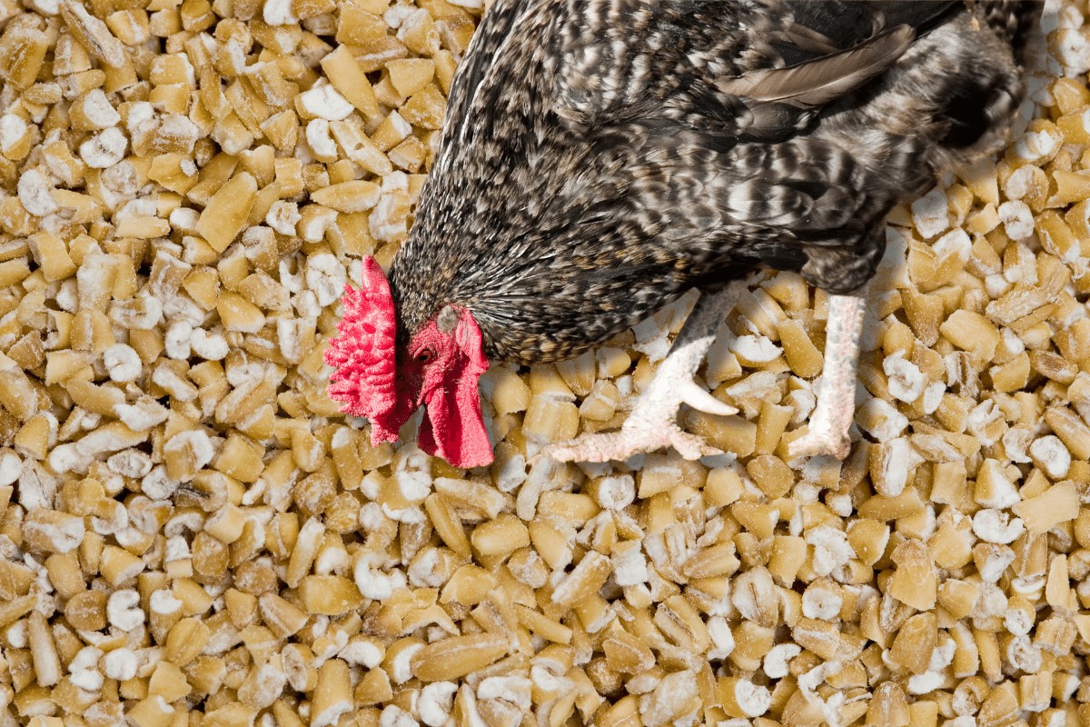 Can Chickens Eat Steel-Cut Oats