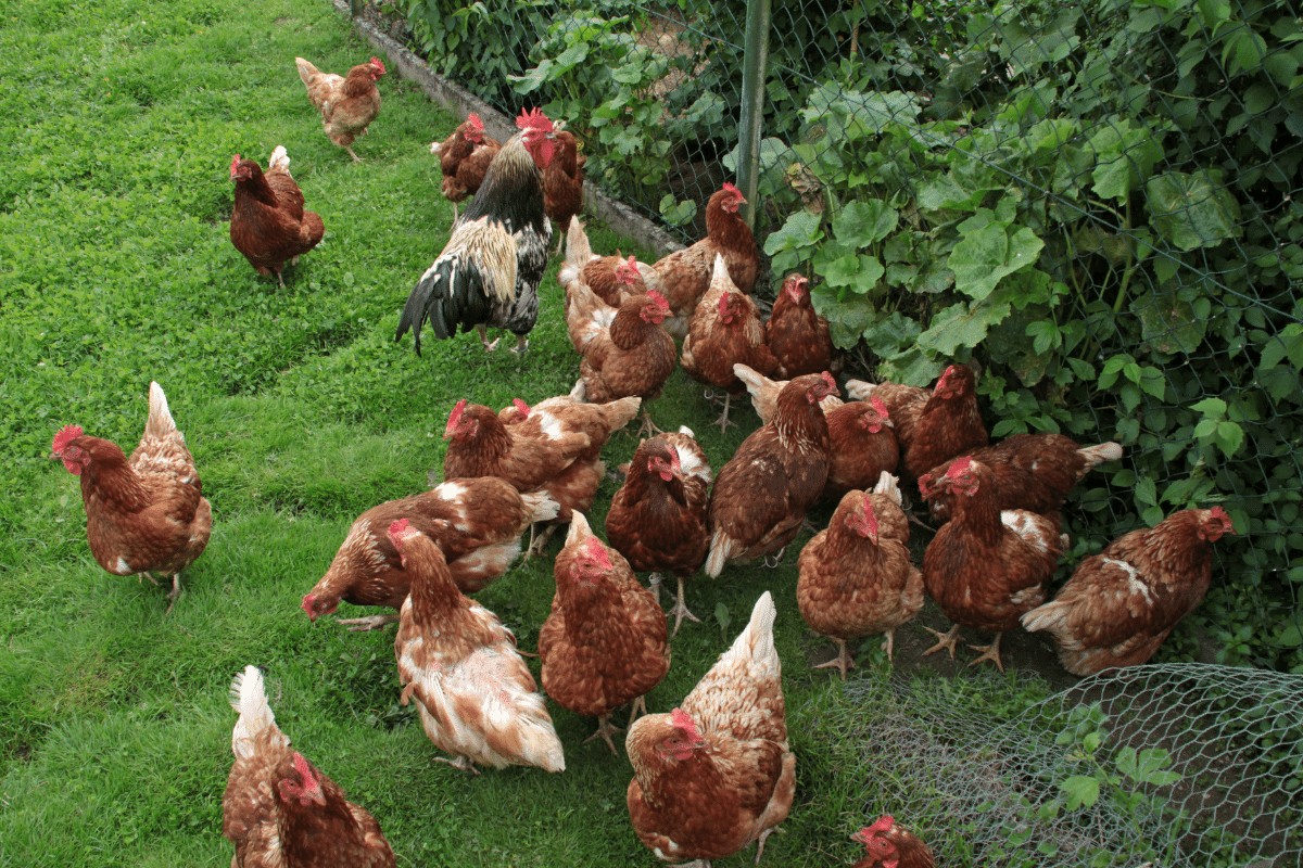 How To Keep Free-Range Chickens From Running Away