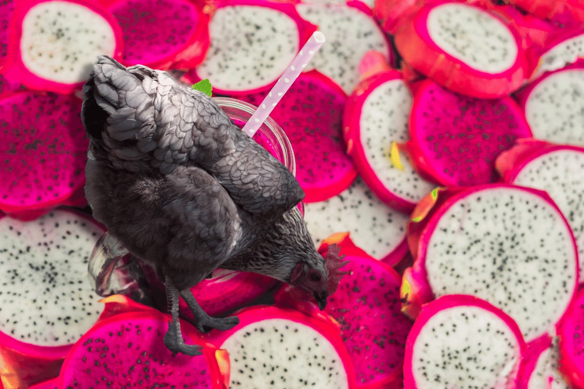 can chickens eat dragon fruit