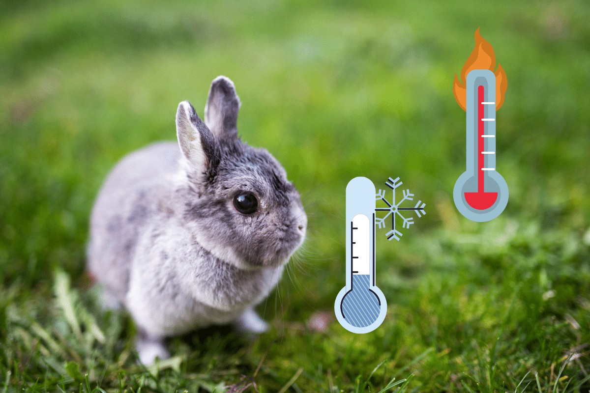 ideal temperature for rabbits