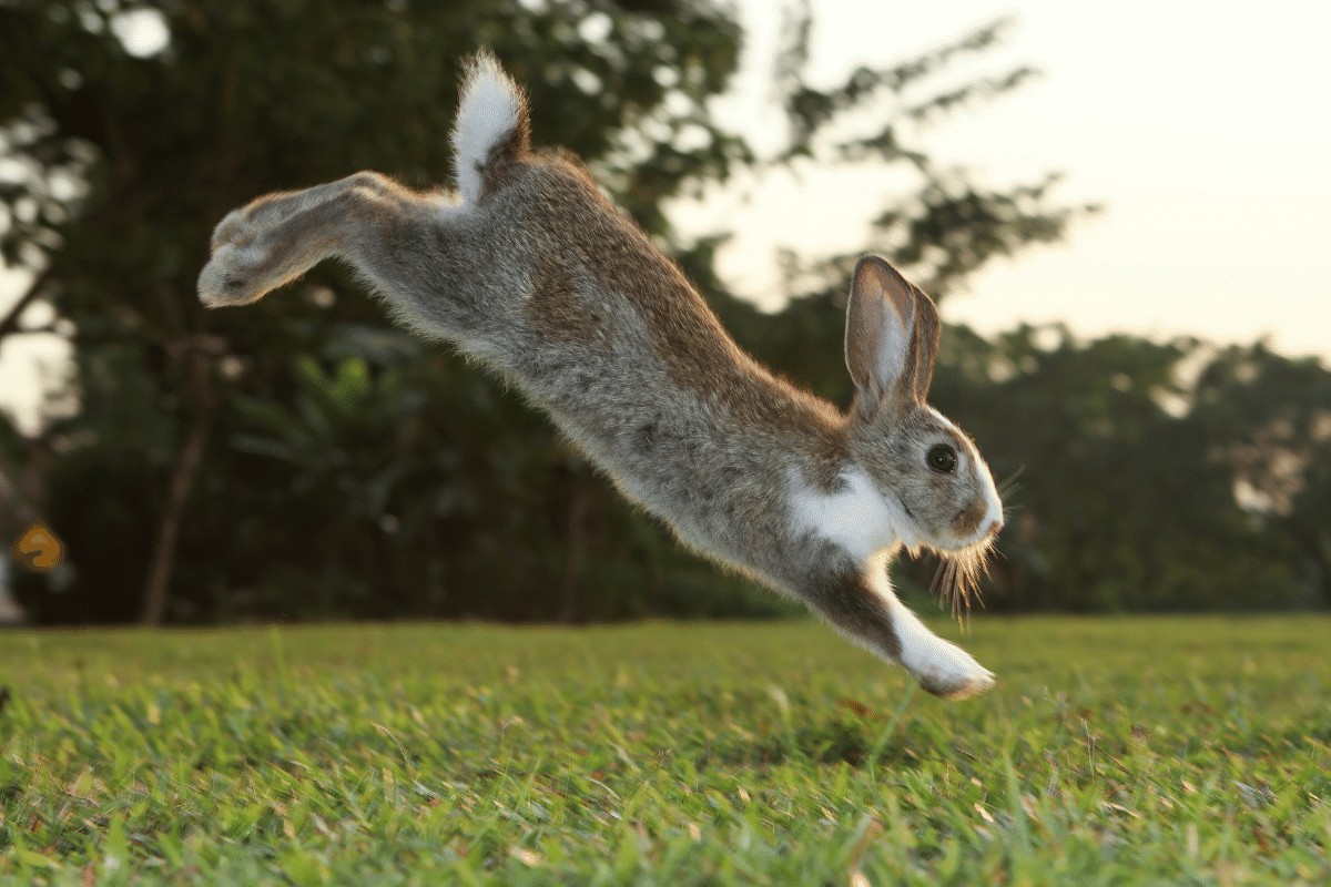 rabbit running in circles